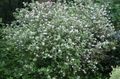  Waxflower, Jamesia americana white Photo