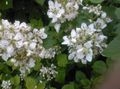 Gartenblumen Brombeere, Bramble, Rubus fruticosus weiß Foto