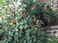 Gartenblumen Brombeere, Bramble, Rubus fruticosus weiß Foto