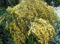 gelb Blume Scotch Besen, Broomtops, Gemeinsame Besen, Besen European, Irische Besen Foto und Merkmale
