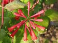Gartenblumen Geißblatt, Lonicera-brownie rot Foto