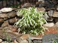 Gartenblumen Virginia Sweetspire, Stachelbeere, Itea weiß Foto