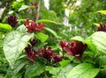 Garden Flowers Sweet Shrub, Carolina Allspice, Strawberry Shrub, Bubby Bush, Sweet Betsy, Calycanthus burgundy Photo