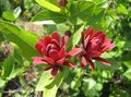 rouge Fleur Arbuste Douce, La Caroline Du Piment De La Jamaïque, Fraise Arbuste, Bubby Brousse, Doux Betsy Photo et les caractéristiques