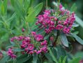 pinkki Kukka Calico Bush, Laakerinlehti, Kalmia kuva ja ominaisuudet