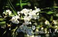 white Flower Calico bush, Laurel, Kalmia Photo and characteristics