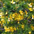 Garden Flowers Peashrub, Caragana yellow Photo