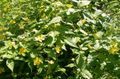 Садові Квіти Керрі, Kerria жовтий Фото