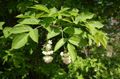 weiß Blume Amerikanischer Pimpernuss Foto und Merkmale