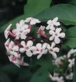 weiß Blume Weiß Forsythie, Koreanische Abelia Foto und Merkmale