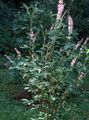 Gartenblumen Paprika Busch, Summer, Clethra rosa Foto