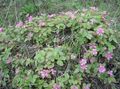 Gartenblumen Arktischen Himbeere, Brombeere Arctic, Rubus-arcticus rosa Foto