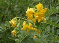 yellow Flower Bladder senna Photo and characteristics