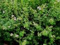 Garden Flowers Cinquefoil, Shrubby Cinquefoil, Pentaphylloides, Potentilla fruticosa white Photo