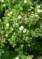 Garden Flowers Cinquefoil, Shrubby Cinquefoil, Pentaphylloides, Potentilla fruticosa yellow Photo
