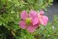 rosa Blume Fingerkraut, Shrubby Cinquefoil Foto und Merkmale