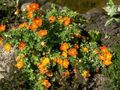 Garden Flowers Cinquefoil, Shrubby Cinquefoil, Pentaphylloides, Potentilla fruticosa orange Photo