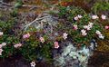 Garden Flowers Trailing azalea, Alpine Azalea, Loiseleuria pink Photo