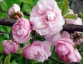 rosa Blume Doppelblütenkirsche, Blühende Mandel Foto und Merkmale