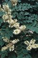 Gartenblumen Asiatic Gelb, Amur Maackia weiß Foto