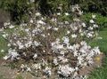Gartenblumen Magnolie, Magnolia weiß Foto