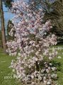 Gartenblumen Magnolie, Magnolia rosa Foto