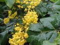 gelb Blume Mahonie, Mahonie Stechpalme, Stechpalme-Leaved Berberitze Foto und Merkmale