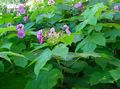 rosa Blume Violett-Blühende Himbeere, Thimbleberry Foto und Merkmale