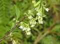 Garden Flowers Indian Plum, Oso Berry, Bird Cherry, Osmaronia, Oemleria cerasiformis white Photo