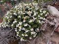 Garden Flowers Chilean Wintergreen, Pernettya, Gaultheria mucronata white Photo