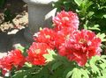 Dārza Ziedi Koku Peonija, Paeonia-suffruticosa sarkans Foto