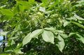 white Flower Hop Tree, Stinking Ash, Wafer Ash Photo and characteristics