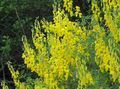 yellow Flower Broom Photo and characteristics