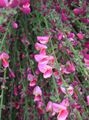 Garden Flowers Broom, Cytisus pink Photo