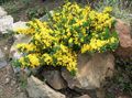 Gartenblumen Prostata Besen, Cytisus decumbens gelb Foto