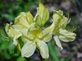 I fiori da giardino Azalee, Pinxterbloom, Rhododendron giallo foto