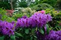 Garden Flowers Azaleas, Pinxterbloom, Rhododendron purple Photo