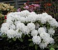 blanc Fleur Azalées, Pinxterbloom Photo et les caractéristiques
