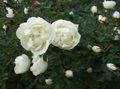 white Flower rose Photo and characteristics