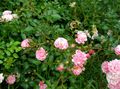 pink Flower Polyantha rose Photo and characteristics