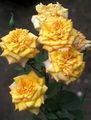 Garden Flowers Grandiflora rose, Rose grandiflora yellow Photo