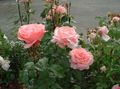 Garden Flowers Grandiflora rose, Rose grandiflora pink Photo