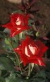 Gartenblumen Grandiflora Rose, Rose grandiflora rot Foto