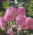 Gartenblumen Rambler Rose, Kletterrose, Rose Rambler rosa Foto