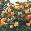 Gartenblumen Rambler Rose, Kletterrose, Rose Rambler orange Foto