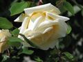 Gartenblumen Rambler Rose, Kletterrose, Rose Rambler gelb Foto