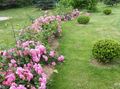 pink Flower Rose Ground Cover Photo and characteristics
