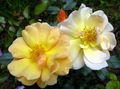 jaune Fleur Couverture Du Sol Rose Photo et les caractéristiques