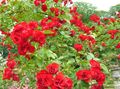 rot Blume Rose Bodendecker Foto und Merkmale