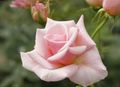 Garden Flowers Hybrid Tea Rose, Rosa pink Photo